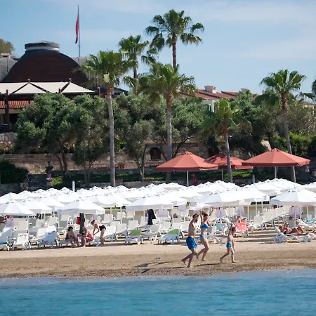 Arum Barut Collection シダ