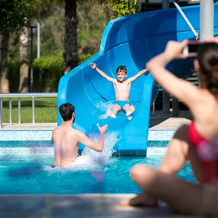 Arum Barut Collection シダ